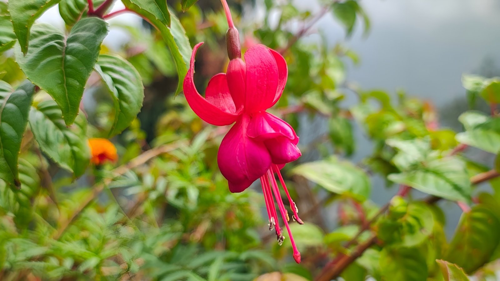 Annapurna Basecamp Trek Gallery 