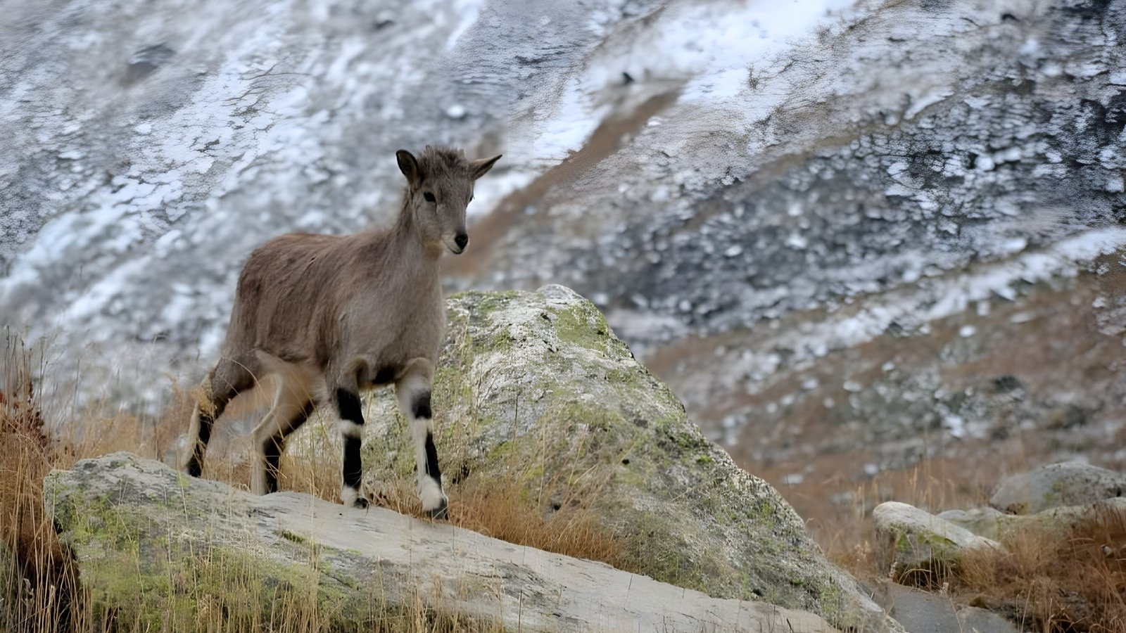 Gomukh Tapovan Meru Basecamp Trek Gallery 