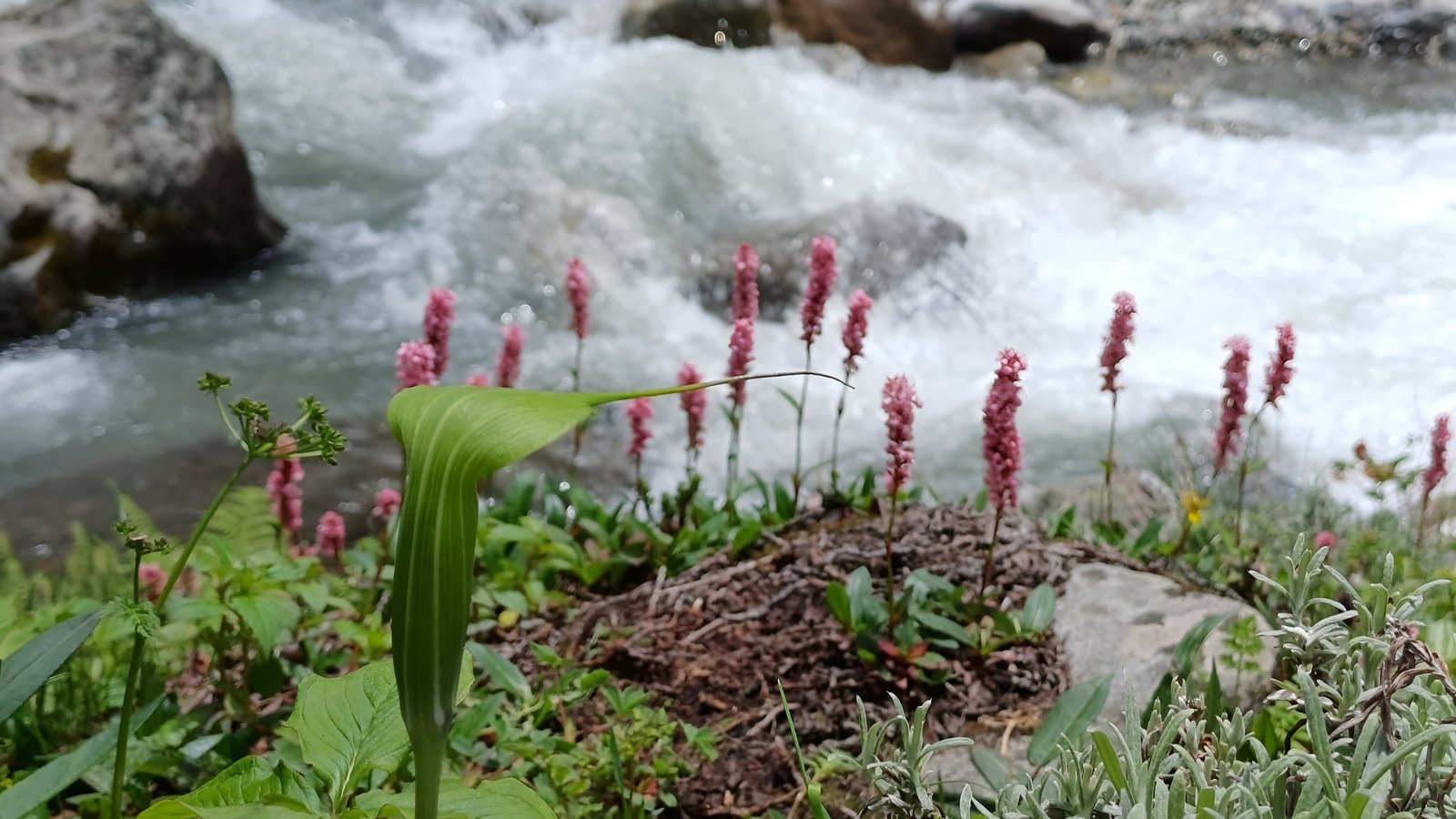 Hampta Pass Trek Gallery 