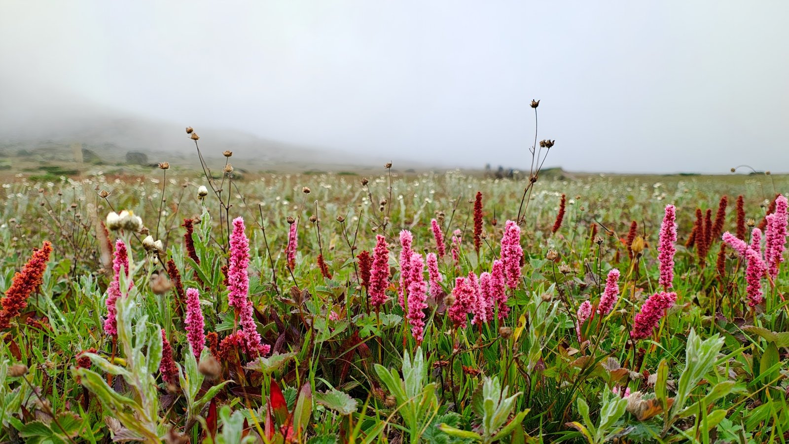Pin Parvati Pass Trek Gallery