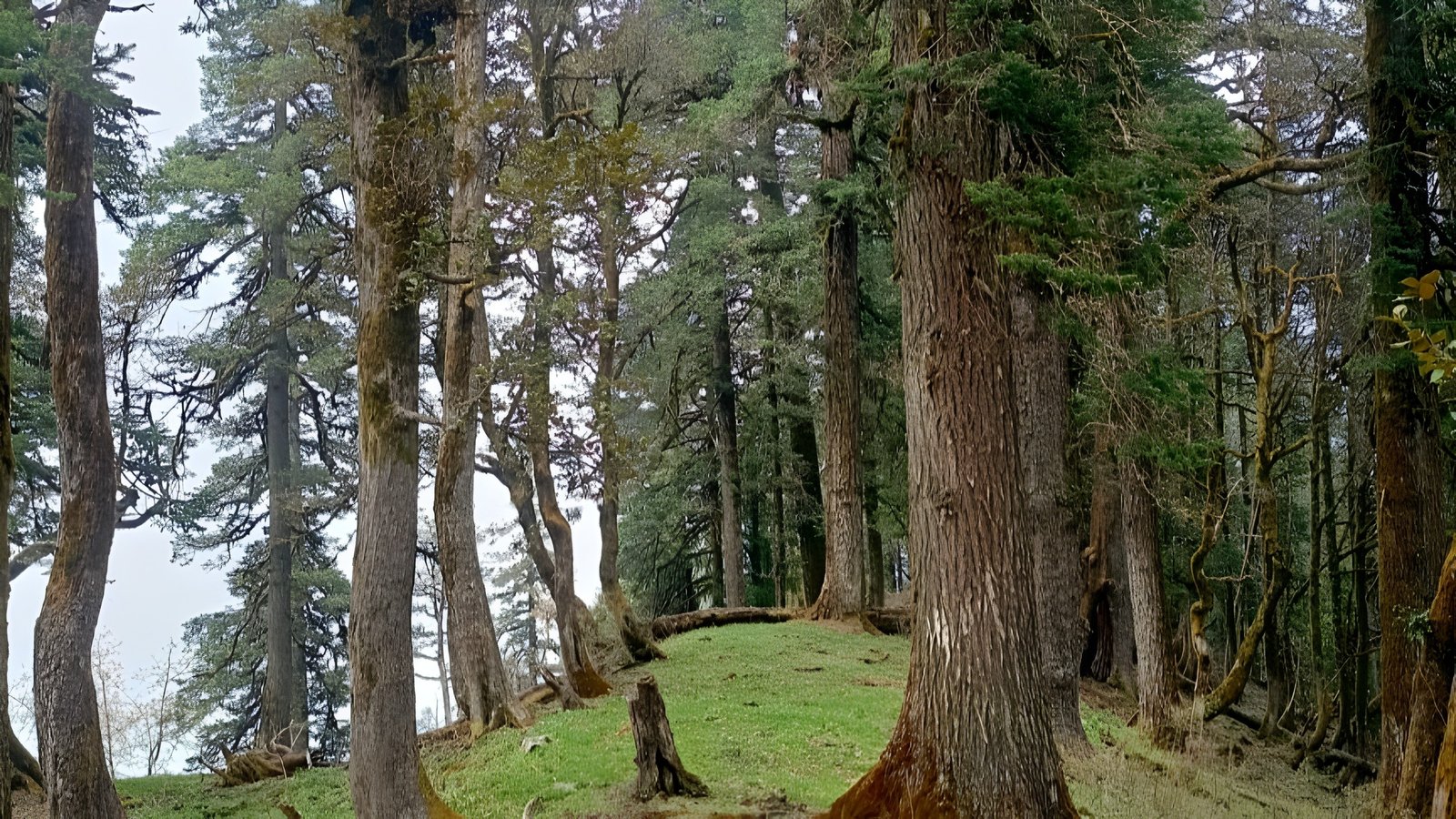 Phullara Ridge Trek Gallery 