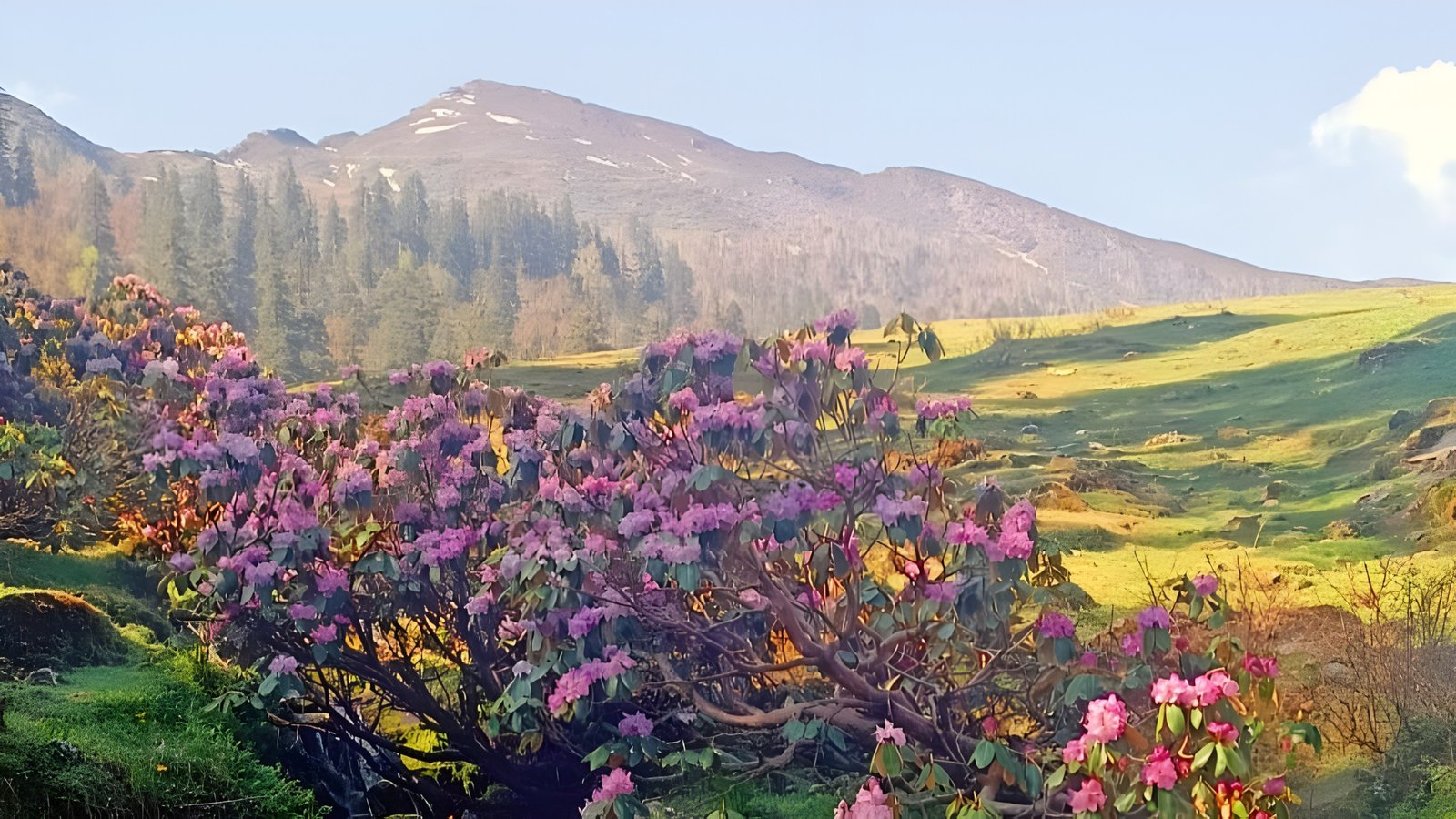 Phullara Ridge Trek Gallery 