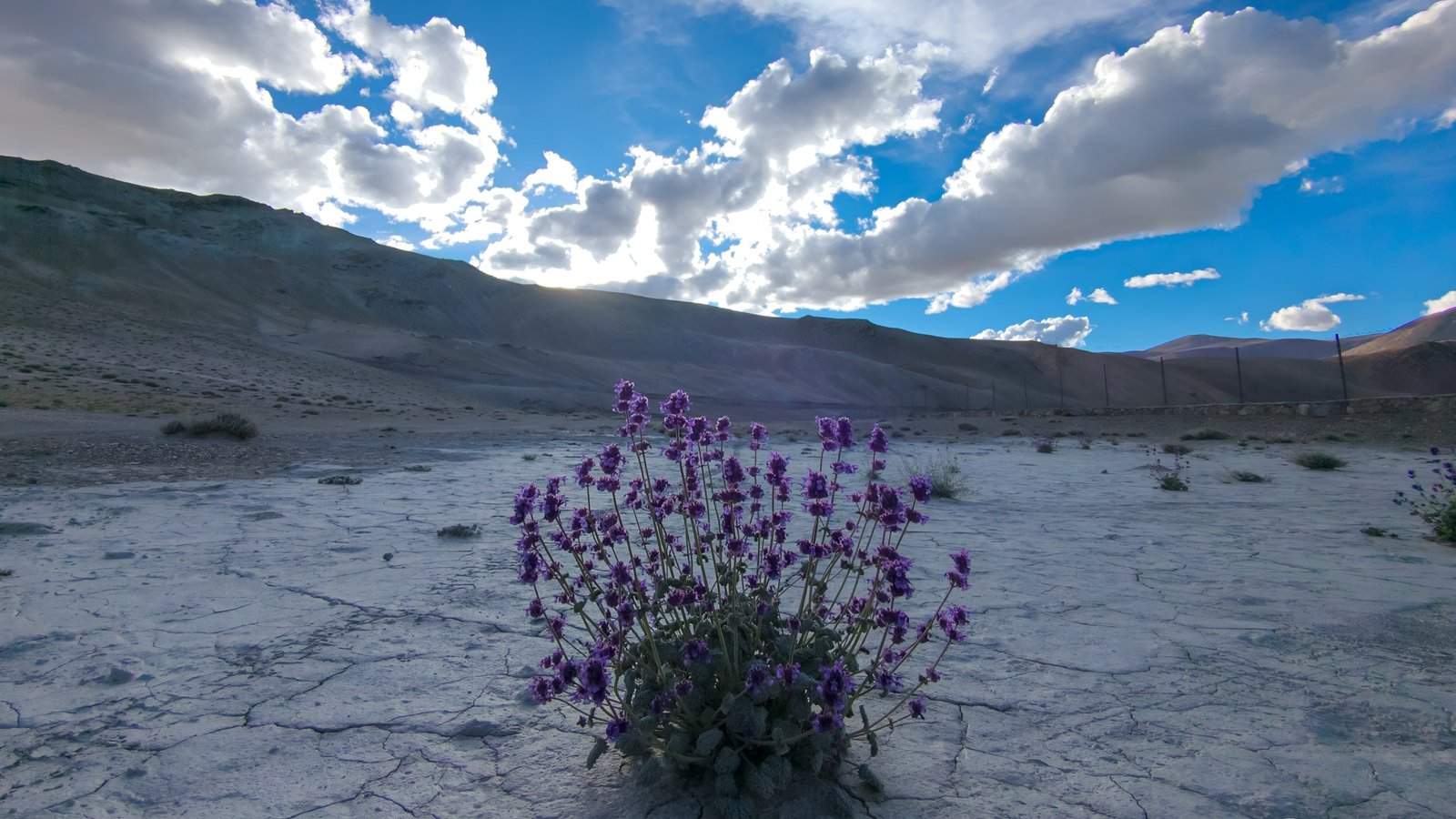 Parang La Trek Gallery 