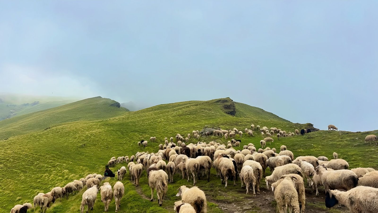 Ali Bedini Bugyal Trek Gallery 