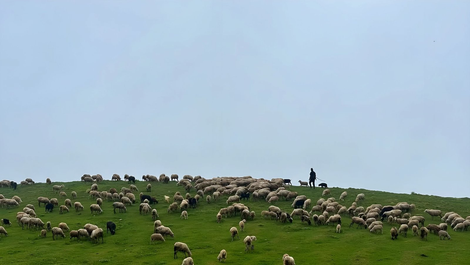 Ali Bedini Bugyal Trek Gallery 